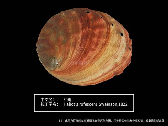 红鲍