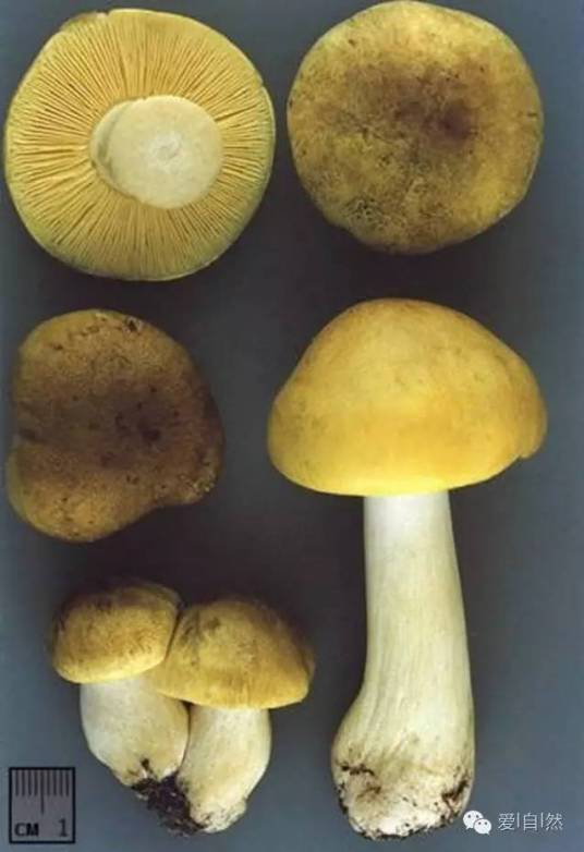 油口蘑