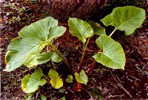 天南星（天南星科犁头尖属植物）