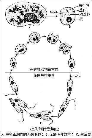 白蛉子