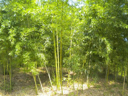 刚竹属