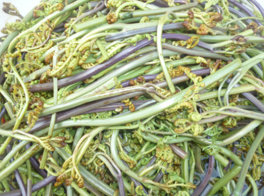 龙爪菜（蕨科蕨属植物）