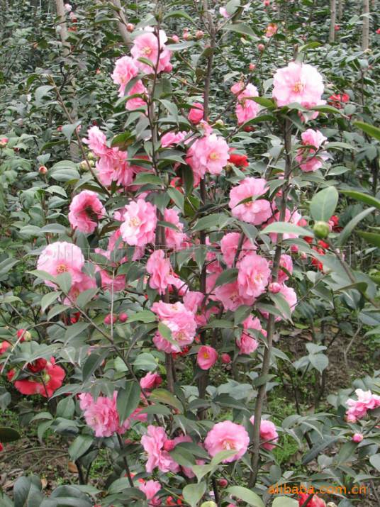 春节（山茶目山茶属植物）