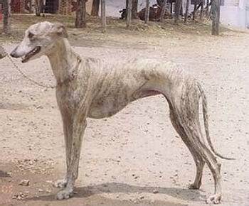 瑞木颇灵缇犬