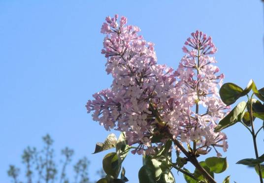 花叶丁香QHSQ家系