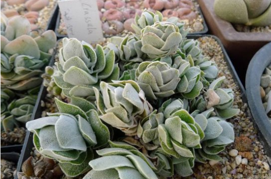 象牙塔（多肉植物）