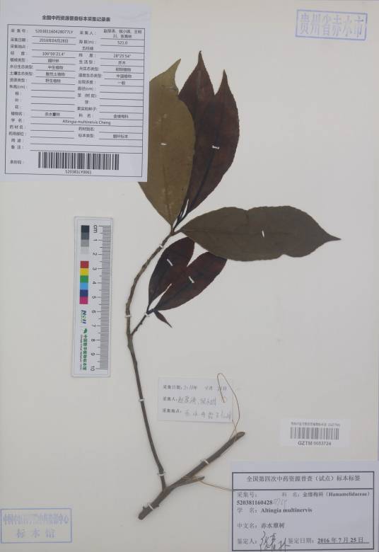 赤水蕈树