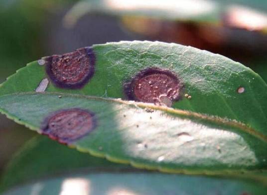 油茶软腐病