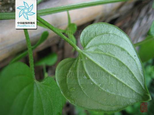 茜草属
