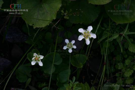 中国梅花草