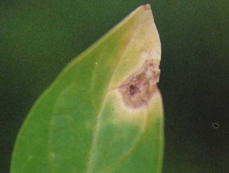 菠菜黑斑病