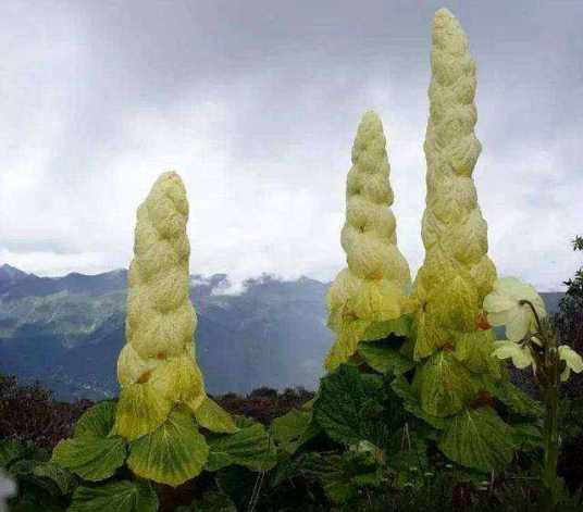 塔黄（蓼科大黄属植物）
