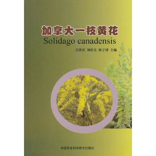 加拿大一支黄花