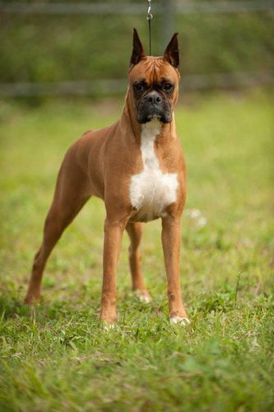 斗牛拳师犬