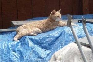 猫咪市长