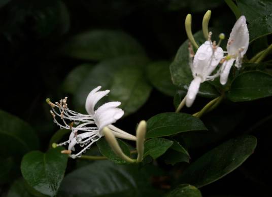 土银花