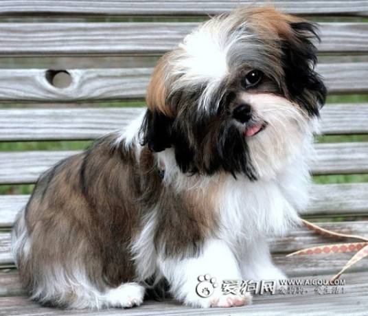 赛珠犬