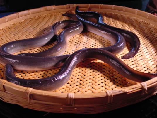 鳗鱺