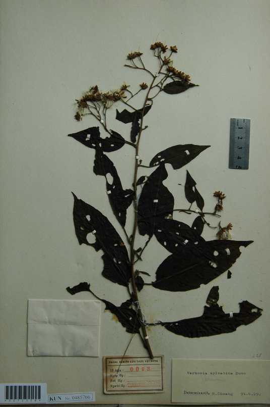 林生斑鸠菊