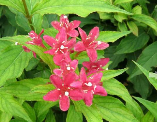 锦带花属
