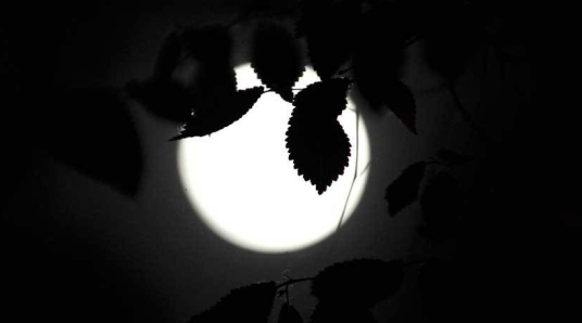 冬月（陈夫作品）