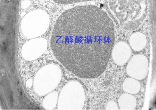 乙醛酸循环体