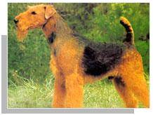 万能更犬