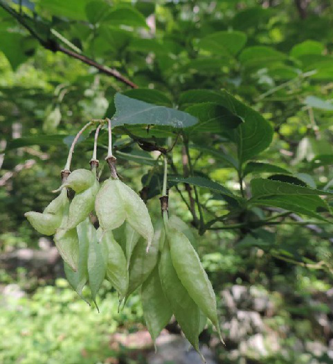 省沽油（中药）