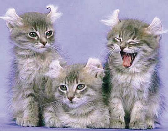 卷耳猫