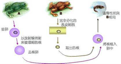 生物克隆技术