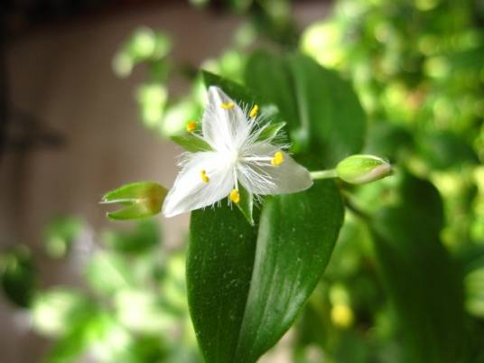 白花紫露草