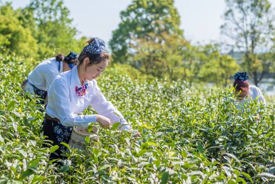 采青（采摘青茶）