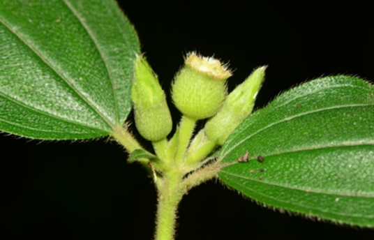 多花野牡丹（野牡丹科野牡丹属植物）