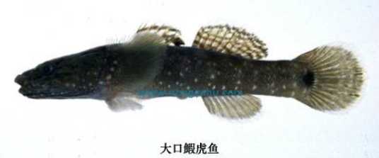 大口鰕虎鱼