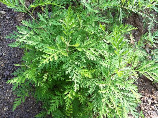 蒿属植物