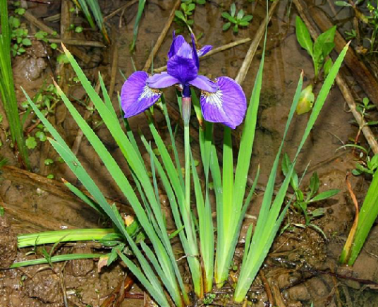 单花鸢尾（中药材）