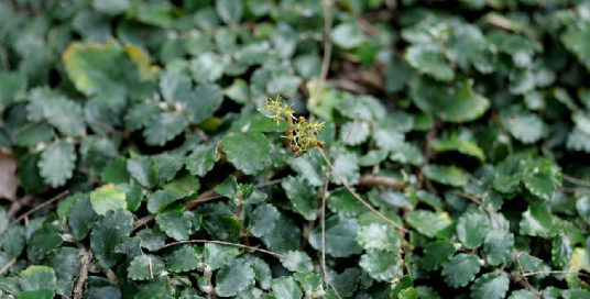 吐烟花（中药）