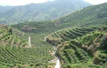 翠兰（茶的一种）