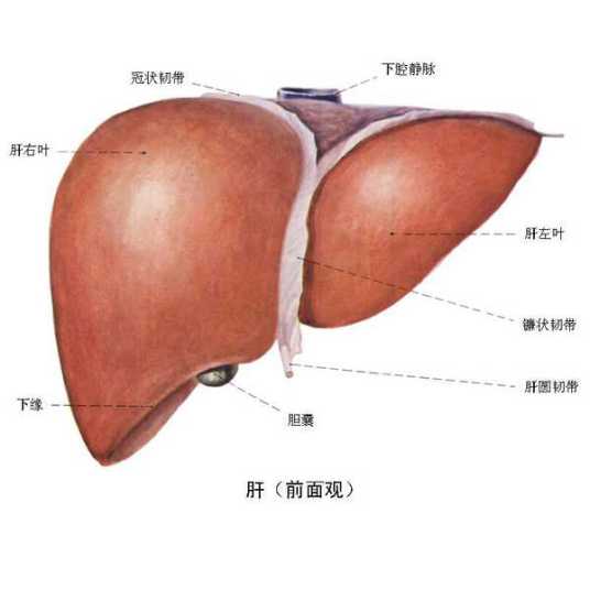 总胆红质