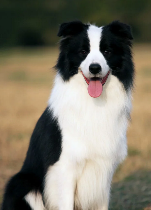 边境柯利牧羊犬（犬科犬属动物）