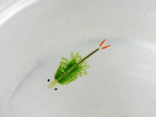 鹄沼枝额虫