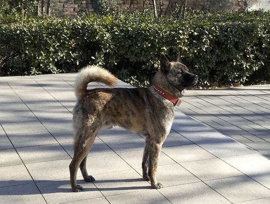 中华虎斑犬