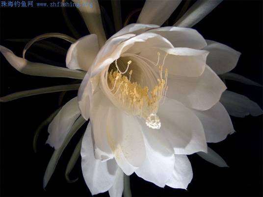 优昙花诗