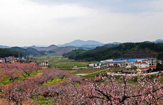桃花村（上海市桃花村）