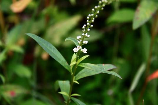 星宿菜（报春花科珍珠菜属植物）