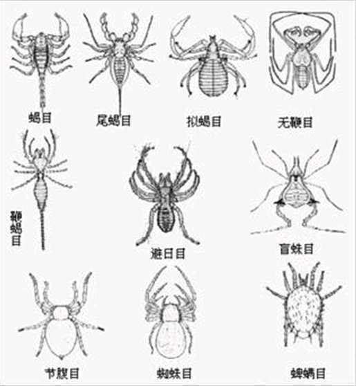 蛛形动物