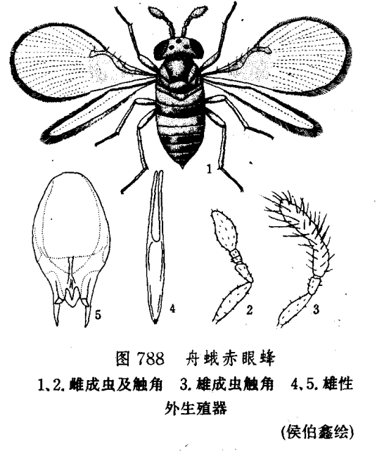 舟蛾赤眼蜂
