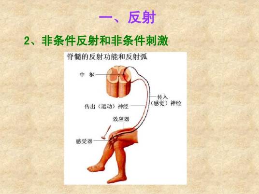 非条件刺激