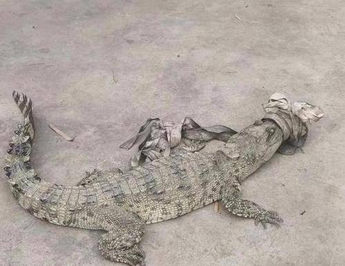5·9宜宾鳄鱼失踪事件