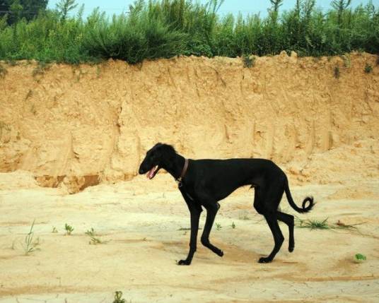 陕西细犬